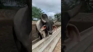 bull ki voice #short #ytshort #bull #voice