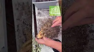 Brienne of Tarth Gets a Haircut ✂️🌿 | Desert Rose (Adenium) Pruning & Shaping Time-Lapse