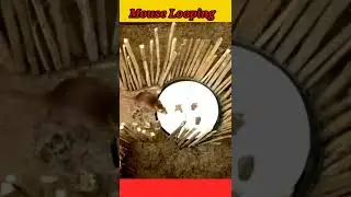 Mouse Looping | Mouse Looping #shorts