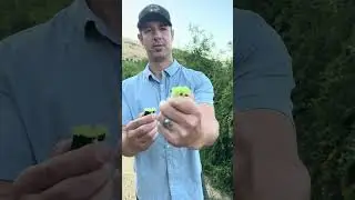 Finger Limes Update! with Farmer Marcus at Shanley Farms