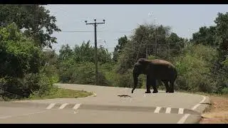 Elephant and Monitor Lizard Crossing Road in Yala National Park