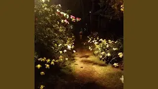 Nighty-Night