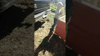 Moving meat chickens to tractors