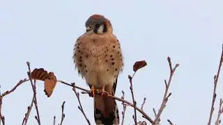American Kestrel Hunting From A Perch