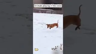 Animals playing in the snow