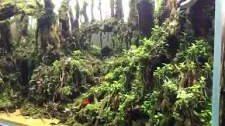 Amazonas-Waldstil im Aquarium-Amazon forest style in fish tank