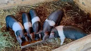 Purceii Bazna 🥰 Evoluție foarte buna la două săptămâni de când au ajuns la noi în fermă…💪