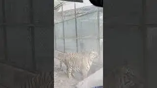Bengal safari park #Tiger#royaltiger #trending #subscribetomychannel #support #1000subscriber