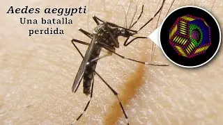 ENTOMOLOGÍA - 𝘼𝙚𝙙𝙚𝙨 𝙖𝙚𝙜𝙮𝙥𝙩𝙞: una batalla perdida | Dengue #dengue #aedesaegypti #verdadesreveladas