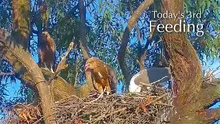 #354🦅SE35🐥77&deg; & SE36🐥76&deg;／Sea Eagle Nest 2025🇦🇺Sydney Olympic Park／Powerd by Sea-EagleCAM4
