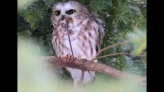 Northern Saw-whet Owl eating a mouse