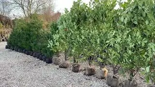 2025 Rootball Hedging