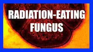 Radiation-Eating Fungus in SPACE | [OFFICE HOURS] Podcast #015