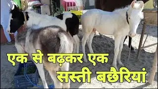 किसान की 3 बछेरी अबलक नुकरी और संजाब  | horse market | pkraj vlogs