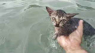 Taking kitten 2 to swim
