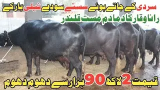 رانا وقار سیالکوٹ 8 خوبصورت شاندار جھوٹیاں دستیاب 14 جنوری 2026 Farming and Business Ideas