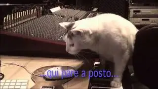 Funny cat Millo at work 4 - Sound Engineer