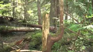 06-03-2014 Greenwater Lake Trail