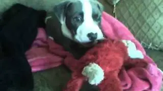blue eye pit bull puppie559