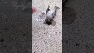 Beautiful bird