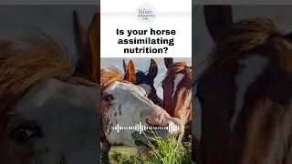 Is your horse assimilating nutrition? | Holistic Horseworks Talks