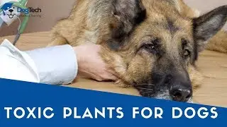 Plants that are poisonous and toxic for dogs