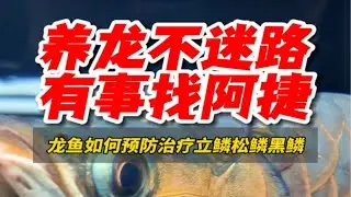 养龙不迷路，有事找阿捷！龙鱼立鳞交叉感染如何预防和治疗。观赏鱼 ＃龙鱼 水族