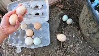 Eggs: How to check if they are bad (or good)
