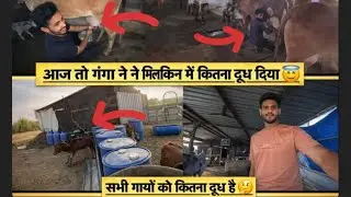 Ganda ko kitna dhudh he😇#gir gaushala 12 #cow #cowlover #farming #gircow #vlog #gujratkigircow