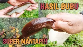 Hasil Terbaik Pasang Bubu Payung//Dapat Ikan Channa dan Lele Besar. #pareasquadparam