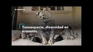 &iquest;Persona que se creen animales o criaturas? Se les llama transespecie &iquest;Conoces este t&eacute;rmino?
