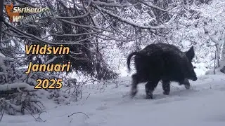 Vildsvin runt Skriketorp i Januari 2025 (Trail Cam)