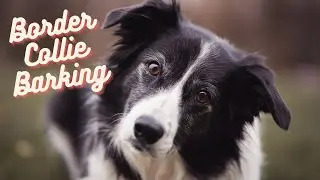 [Border Collie Barking] 60s dog barking sound to make your dog bark!