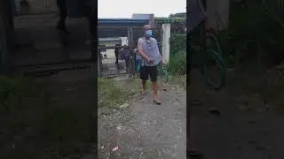 PAYATAS POUND DOGS ..WE SAVE  FROM EUTHENASIA ,TOTAL OF  118 AND 25 DOGS LEFT.