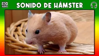 HAMSTER SOUND 🐹