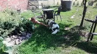 Thai Bangkaew Dog hodowla Beautiful Great Dane FCI
