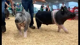 Market Swine 11/11/25