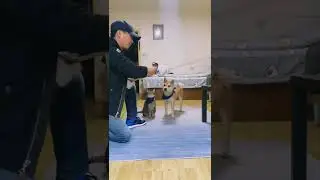 cat 🐈 and dog 🐶 training| pets paradise | #shorts #cats #dogs