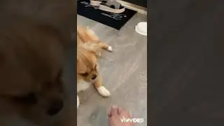 tiibetinspanieli tipsu Koira  7kk vanha ( NaNa❤️)