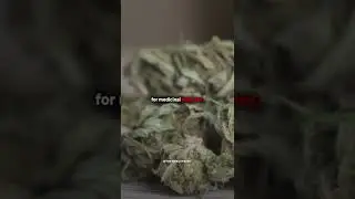 Is Cannabis Halal? #shorts