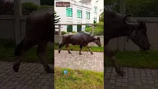 Mohisher funny  video, mohish🐃, #buffalo #viralvideo #villagerlifestyle #shortvideo #youtube