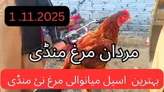 1.11.2025 Best Aseel Mianwali Murgh New Mandi | Mardan Murgh Mandi 