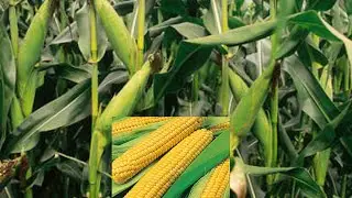  #IFUMBIRE IDASANZWE NSHASHA YAZANIWE ABARUNDI || IFUMBIRE KAMA 