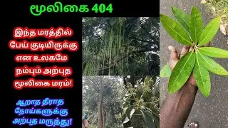 ஏழிலைப்பாலை | Yelilaippaalai | Alstonia Scholaris | Devil Tree | பேய் மரம் | அலசல் | Alasal