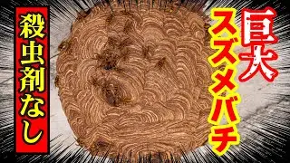 巨大スズメバチの巣駆除！【殺虫剤なし】
