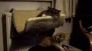 Kitten of Doom