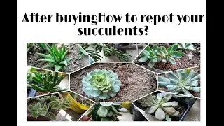 After#buying#succulents online #how to #repot n Care,अब नहीं मरेंगे आपके सक्यूलेंट्स जानिए कैसे लगाए