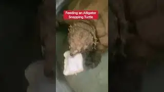 Почему я НИКОГДА не кормлю каймановую черепаху с рук 😳🐢 #шорты #черепаха