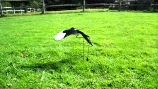 Full Bodied Flock Coated Flying Magpie Decoy Marchant Mover