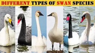 All Types of Swan Species